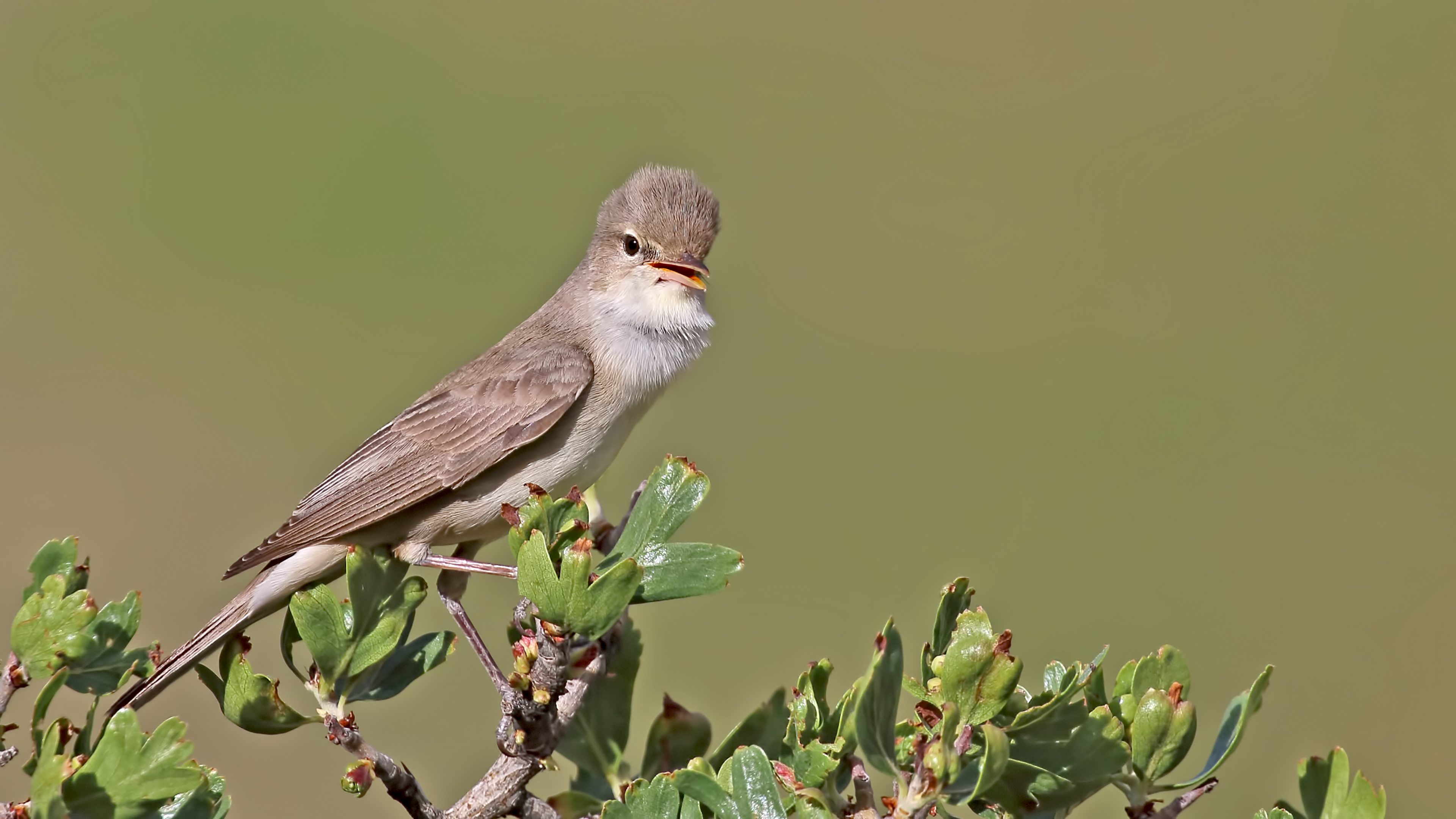 Upcher's Warbler